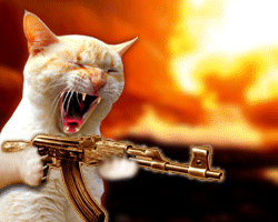 crazycatgif.gif