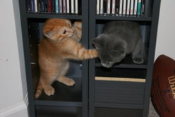 Kitties 016.jpg