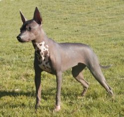 Xoloitzcuintli.jpg