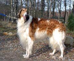 borzoi.jpg