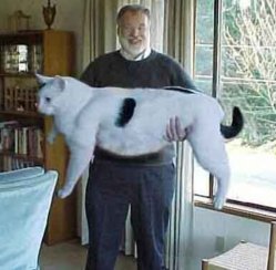 Giantcat.jpg