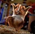 ninja.gif