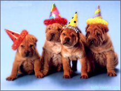 birthday_dogs.jpg