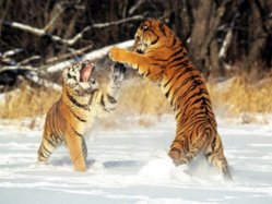big cat fight.jpg