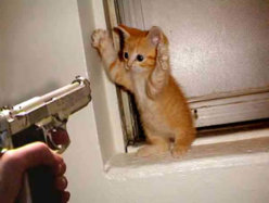 cat-invader.jpg