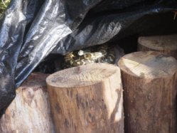 snake under tarp3a.jpg