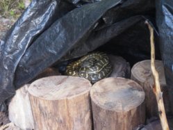 snake under tarp9a.jpg