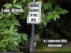 funny-pictures-your-cat-approves-a-message-on-a-sign.jpg