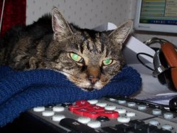 cats.jpg