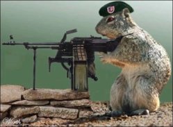 squirrel_with_machine_gun.jpg