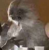 mufftak