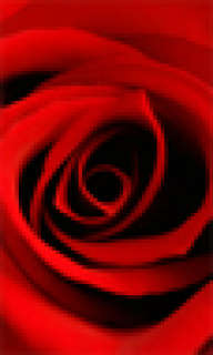 Rosy