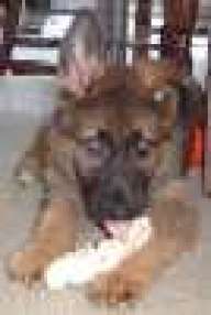 redrufus