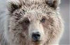 Bear 41