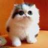 leo kitty69