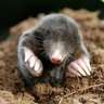 Mole