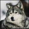 Silverfox