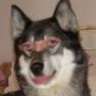 Wolfie