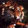 jd.the.tiger