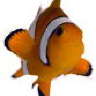 Percula