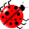 oilovlam
