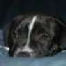 priss