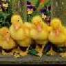 Duckie