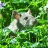 BrambleRat