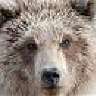 Bear 41