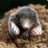 Mole