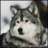 Silverfox
