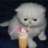 kitten97