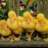 Duckie