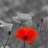 redredpoppy